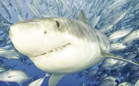 ���汾�Ķ�����Ц�����㡷