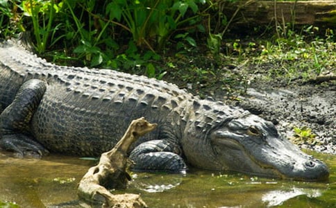 ��������̰����¹������