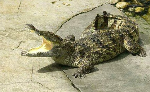 ��������԰���δ�