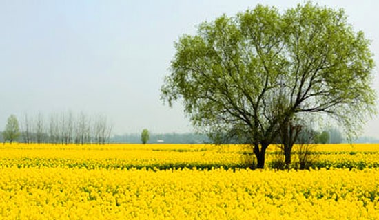 【热门】二年级春游作文汇总9篇